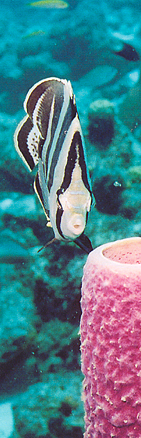 Juvenile Angel fish. Photo by Bernie Eccleston