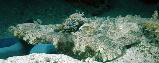 A sleepy Crocodile fish resting on a sea star
