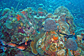 Soldierfish and landscape