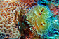 Christmastree worms