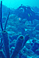 Tube sponges and diver