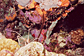 Spider  crab