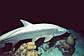 Tarpon
