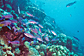 Creole wrasse