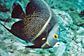 French angelfish