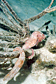 Lined seahorses