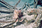 Lined seahorses