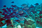 School of Blue tangs