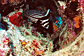Spotted drum 
