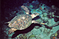 Hawksbill sea turtle