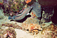 Soapfish and Slipper lobster