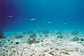 Seven Atlantic oval squids