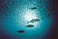 Bigeye trevally and baitball