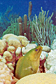 Green moray