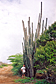 Cacti and me