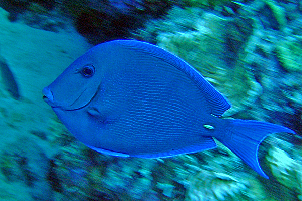 Blue tang surgeonfish