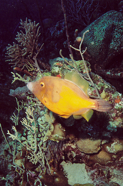 Whitespotted filefish