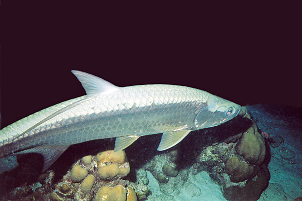 Tarpon
