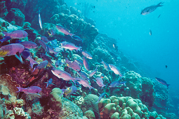 Creole wrasse