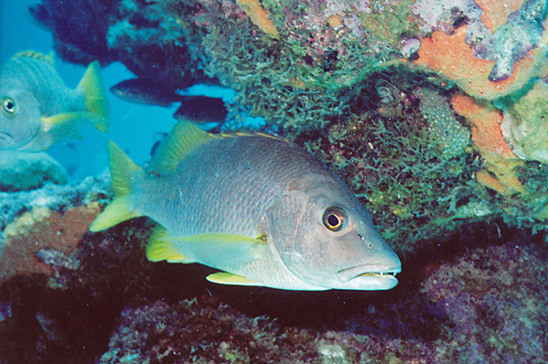One-spot snapper