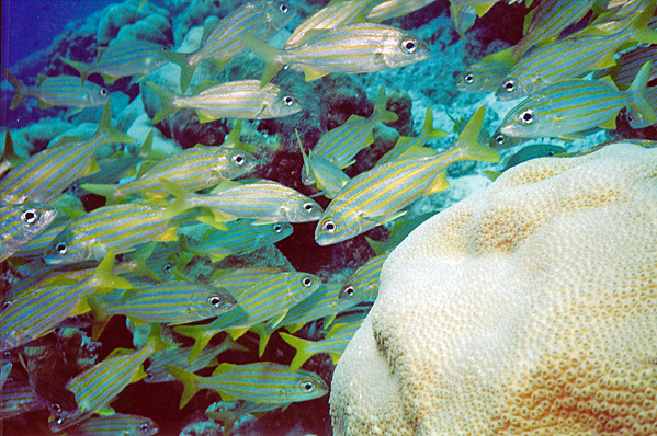 Striped snappers