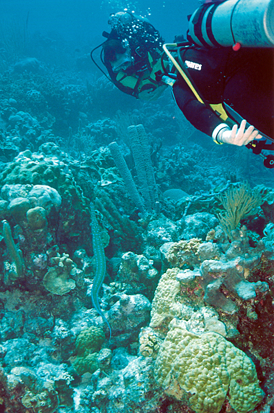 Bullethead parrotfish