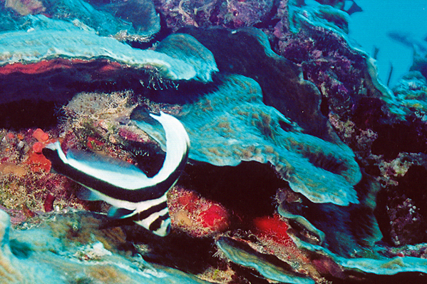 Spotted drum (juvenile)