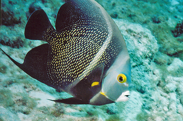 Queen angelfish