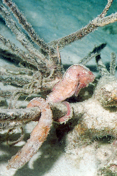 Lined seahorses