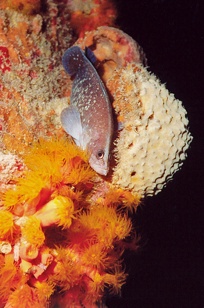 Green moray