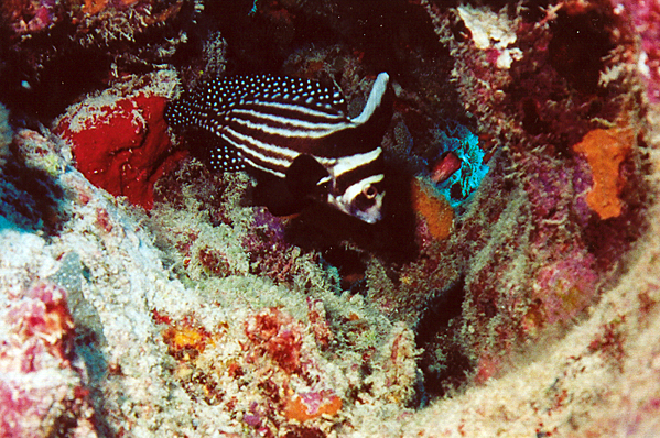Spotted drum