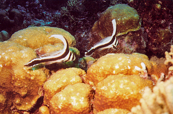 Two juvenile drums