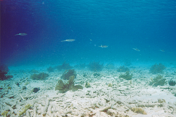 Seven Atlantic oval squids
