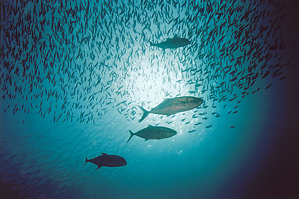 Bigeye trevally and baitball