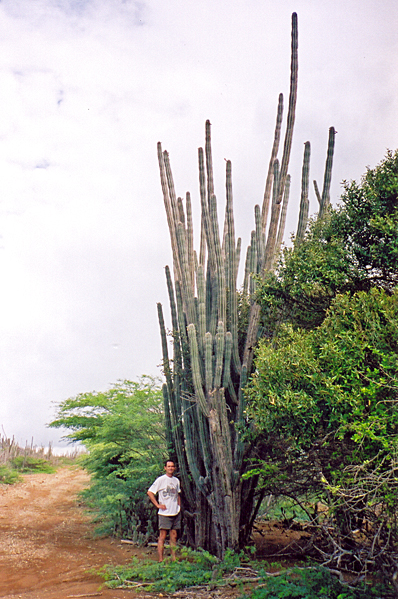 Cacti and me