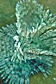 Tubeworm on Porites
