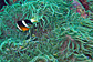 Yellowtail clownfish