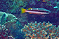 Two-spot banded snapper
