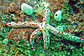Sea star