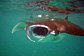 Two Giant mantas