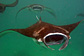 Four Giant mantas