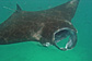 Giant manta