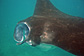Giant manta