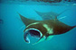 Two sliding Giant mantas