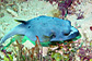 Blackspotted puffer