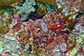Tassled scorpionfish