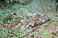 Crocodile fish