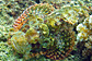 Scorpaenopsis possi