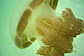 Orange jelly fish close up