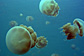 Orange jelly fish